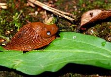 Lumaca gigante e viscosa che mangia una foglia fotografia stock libera da diritti Lumaca gigante e viscosa che mangia una foglia fotografia stock libera da diritti
