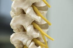 Lumbar spine with exiting nerve root model