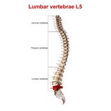 Lumbar vertebrae L1 stock illustration. Illustration of lamina - 78412346