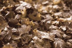 Lumière d'après-midi d'Autumn Leaves In Golden Late photographie stock libre de droits Lumière d'après-midi d'Autumn Leaves In Golden Late photographie stock libre de droits