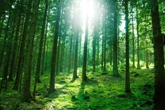 Lumière de Sun dans la forêt Lumière de Sun dans la forêt
