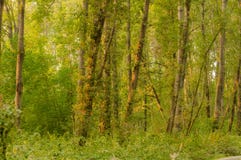 Lumière par la coupure d'arbres photographie stock libre de droits Lumière par la coupure d'arbres photographie stock libre de droits