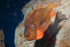 Lumpfish Lumpfish