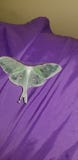 Luna Moth imagem de stock royalty free Luna Moth imagem de stock royalty free