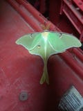 Luna Moth fotografia de stock Luna Moth fotografia de stock