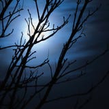 Luna piena in notte scura nebbiosa, siluette sfrondate nude degli alberi e nuvole, fondo di tema di Halloween, paesaggio spavento Fotografie Stock Libere da Diritti Luna piena in notte scura nebbiosa, siluette sfrondate nude degli alberi e nuvole, fondo di tema di Halloween, paesaggio spavento Fotografie Stock Libere da Diritti