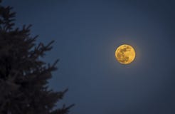 Lune jaune dans le Wisconsin photo stock Lune jaune dans le Wisconsin photo stock