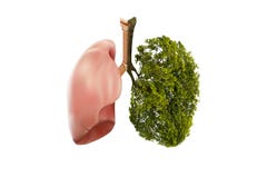 Lung green tree-shaped images, medical concepts, autopsy, 3D display and animals as an element royalty free stock image Lung green tree-shaped images, medical concepts, autopsy, 3D display and animals as an element royalty free stock image