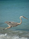 Lunging Great Blue Heron On A Gulf Coast Beach Royalty Free Stock Photography Lunging Great Blue Heron On A Gulf Coast Beach Royalty Free Stock Photography
