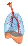 Lungs - pulmonary system Stock Image Lungs - pulmonary system Stock Image