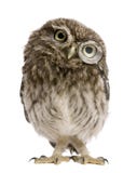 Lupa desgastando da coruja pequena, noctua do Athene Lupa desgastando da coruja pequena, noctua do Athene