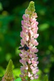 Lupine, Lupine lizenzfreie stockfotos Lupine, Lupine lizenzfreie stockfotos