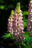 Lupine, Lupine lizenzfreie stockfotos Lupine, Lupine lizenzfreie stockfotos
