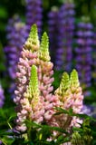 Lupine, Lupine lizenzfreies stockfoto Lupine, Lupine lizenzfreies stockfoto