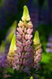 Lupine, Lupine stockbilder Lupine, Lupine stockbilder