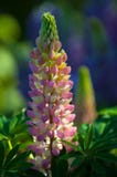 Lupine, Lupine stockbilder Lupine, Lupine stockbilder