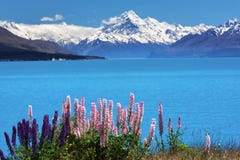Lupines on the shore of Mt.Cook, New Zealand royalty free stock photography Lupines on the shore of Mt.Cook, New Zealand royalty free stock photography