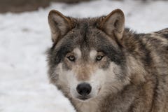 Lupo