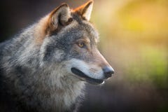 Lupus de Canis gris-foncé effrayant de loup photo stock Lupus de Canis gris-foncé effrayant de loup photo stock