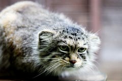 Lurking Manul - Pallas cat