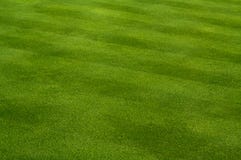 Lush Green Grass Royalty Free Stock Image Lush Green Grass Royalty Free Stock Image