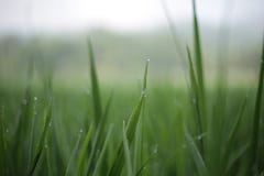 bokeh detail lush Green rice field for background royalty free stock photo bokeh detail lush Green rice field for background royalty free stock photo