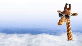 Lustige Giraffe mit Sonnenbrille