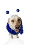 LUSTIGE HUNDEPartei GEBURTSTAG ODER NEUES JAHR LABRADOR RETRIEVER MIT EINEM DIADEM DES STIRNBAND-O MIT BLAUEN DISCO-BALL BOPPERS lizenzfreie stockbilder LUSTIGE HUNDEPartei GEBURTSTAG ODER NEUES JAHR LABRADOR RETRIEVER MIT EINEM DIADEM DES STIRNBAND-O MIT BLAUEN DISCO-BALL BOPPERS lizenzfreie stockbilder