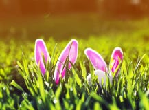 Lustige Ostern-Szene mit einem Paar von Spielzeugkaninchen mit den Ohren und von weißen Ei, das im Frühjahr aus der grünen saftig stockfotos Lustige Ostern-Szene mit einem Paar von Spielzeugkaninchen mit den Ohren und von weißen Ei, das im Frühjahr aus der grünen saftig stockfotos