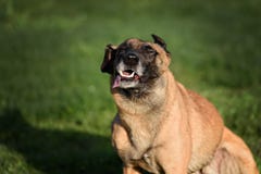 Lustiger belgischer Schäfer Dog stockbild Lustiger belgischer Schäfer Dog stockbild