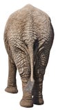 Lustiger Elefant-Kolben, hinteres Ende, Rückseite, getrennt lizenzfreie stockfotografie Lustiger Elefant-Kolben, hinteres Ende, Rückseite, getrennt lizenzfreie stockfotografie