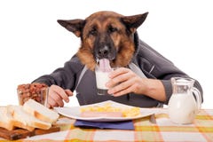 Lustiger Schäferhundhund mit den menschlichen Armen und den Händen, trinkendes MI stockfotografie Lustiger Schäferhundhund mit den menschlichen Armen und den Händen, trinkendes MI stockfotografie