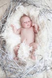 Lustiges neugeborenes Baby mit weißer Feder in Nest Porträt von adora lizenzfreie stockbilder Lustiges neugeborenes Baby mit weißer Feder in Nest Porträt von adora lizenzfreie stockbilder