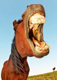 Lustiges Pferd stockfotografie Lustiges Pferd stockfotografie