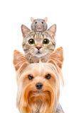 Lustiges Porträt eines Hundes, der Katze und der Ratte lizenzfreie stockfotos Lustiges Porträt eines Hundes, der Katze und der Ratte lizenzfreie stockfotos