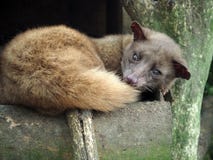 Luwak или циветта palmetto слишком интенсивно эксплуатированная в продукции кофе в Бали, Индонезии стоковое фото rf Luwak или циветта palmetto слишком интенсивно эксплуатированная в продукции кофе в Бали, Индонезии стоковое фото rf