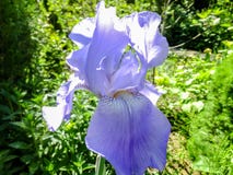 Luxueuze blauwe Irisgermanica of Gebaarde Iris op de achtergrond van heldergroen royalty-vrije stock afbeeldingen Luxueuze blauwe Irisgermanica of Gebaarde Iris op de achtergrond van heldergroen royalty-vrije stock afbeeldingen