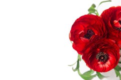Luxury deep red flowers closeup with copy space on white background. Romantic spring holidays backdrop. royalty free stock photography Luxury deep red flowers closeup with copy space on white background. Romantic spring holidays backdrop. royalty free stock photography