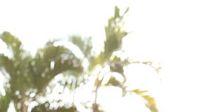 Luz con la hoja de la palmera Luz con la hoja de la palmera
