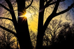 Luz del sol que toca el árbol en la puesta del sol amarilla brillante fotos de archivo Luz del sol que toca el árbol en la puesta del sol amarilla brillante fotos de archivo