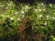 Luz do pátio do quintal nos arbustos para iluminar uma rua fotos de stock Luz do pátio do quintal nos arbustos para iluminar uma rua fotos de stock