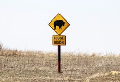 Luźny żubr z obrazkiem zwierzęcy ostrożność znaka stojaki otaczający zimy trawą na Wysokiej trawy prerii w Oklahoma usa zdjęcie royalty free Luźny żubr z obrazkiem zwierzęcy ostrożność znaka stojaki otaczający zimy trawą na Wysokiej trawy prerii w Oklahoma usa zdjęcie royalty free
