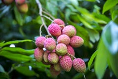 Its lychee picking time at ranisonkoil, thakurgoan, Bangladesh. royalty free stock image Its lychee picking time at ranisonkoil, thakurgoan, Bangladesh. royalty free stock image