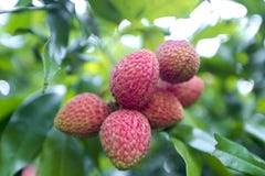 Lychee приносить, по месту вызванный Lichu на ranisonkoil, thakurgoan, Бангладеше стоковое фото rf Lychee приносить, по месту вызванный Lichu на ranisonkoil, thakurgoan, Бангладеше стоковое фото rf