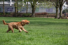 Lycklig hund som kör med en tennisboll royaltyfria foton Lycklig hund som kör med en tennisboll royaltyfria foton