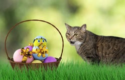Lycklig spela easter katt med ägg royaltyfri bild Lycklig spela easter katt med ägg royaltyfri bild