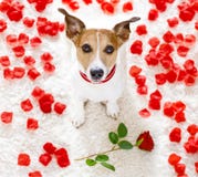 Lycklig valentinhund arkivfoto Lycklig valentinhund arkivfoto