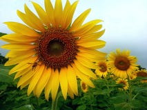 Lyckligt solrosblommaland arkivfoton Lyckligt solrosblommaland arkivfoton