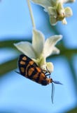 Lydia Lichen MothAsura Lydia que alimenta en la flor blanca foto de archivo Lydia Lichen MothAsura Lydia que alimenta en la flor blanca foto de archivo