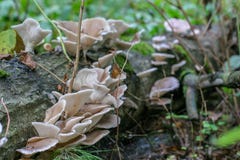 Lying tree overgrown with clusters of mushrooms. Lying tree overgrown with clusters of mushrooms. royalty free stock photography Lying tree overgrown with clusters of mushrooms. Lying tree overgrown with clusters of mushrooms. royalty free stock photography